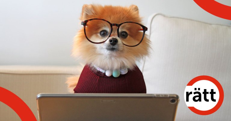 Liten hund med glasögon sitter framför en laptop.